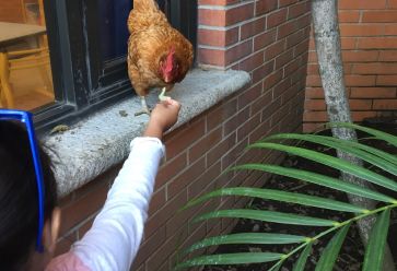 Un gallinero en el Campus. Entrevista con Sabrina Balestra