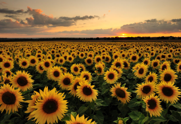 Sobre girasoles